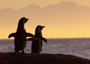 Kur akulli ka zemër: Sot flasim për pinguinët