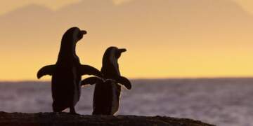 Kur akulli ka zemër: Sot flasim për pinguinët