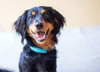 E dini se çfarë është “buzëqeshja” e qenit?