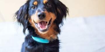 E dini se çfarë është “buzëqeshja” e qenit?