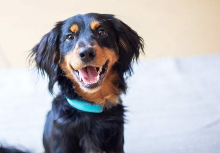 E dini se çfarë është “buzëqeshja” e qenit?