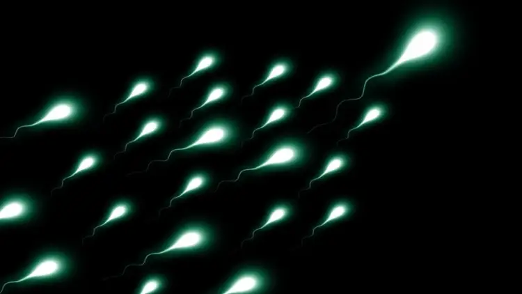 Çmim prej 1 milion dollarësh! Në SHBA do zhvillohet gara me spermatozoidë