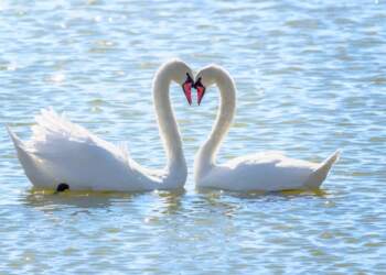 Këto janë kafshët që qëndrojnë me të njëjtin partner për gjithë jetën