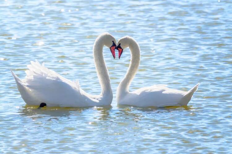 Këto janë kafshët që qëndrojnë me të njëjtin partner për gjithë jetën