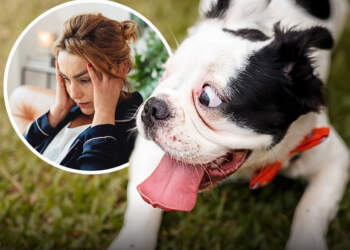 Kujdes me stresin: qentë e përjetojnë bashkë me ju