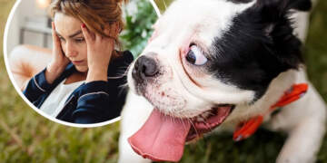 Kujdes me stresin: qentë e përjetojnë bashkë me ju