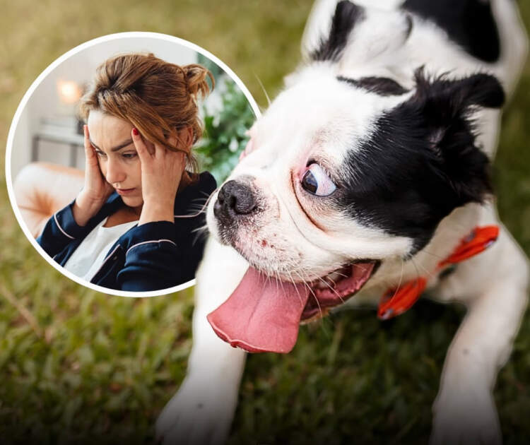 Kujdes me stresin: qentë e përjetojnë bashkë me ju