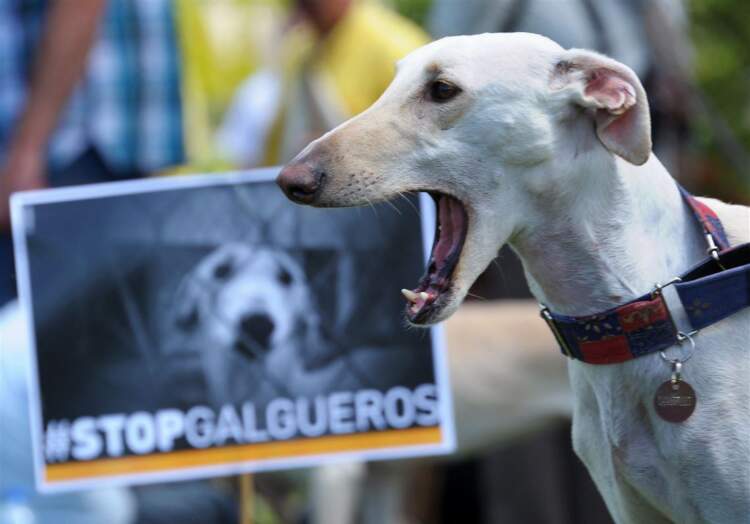 Dhimbja e fshehur e galgove spanjollë që po trondit botën