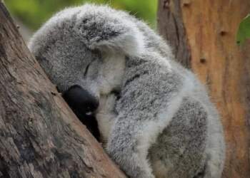 Nëse mendon se fle shumë… prit derisa të njohësh koalat!