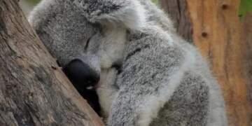 Nëse mendon se fle shumë… prit derisa të njohësh koalat!