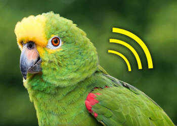 Papagallët “pagëzojnë” të vegjlit me një tingull që e mbajnë për gjithë jetën!