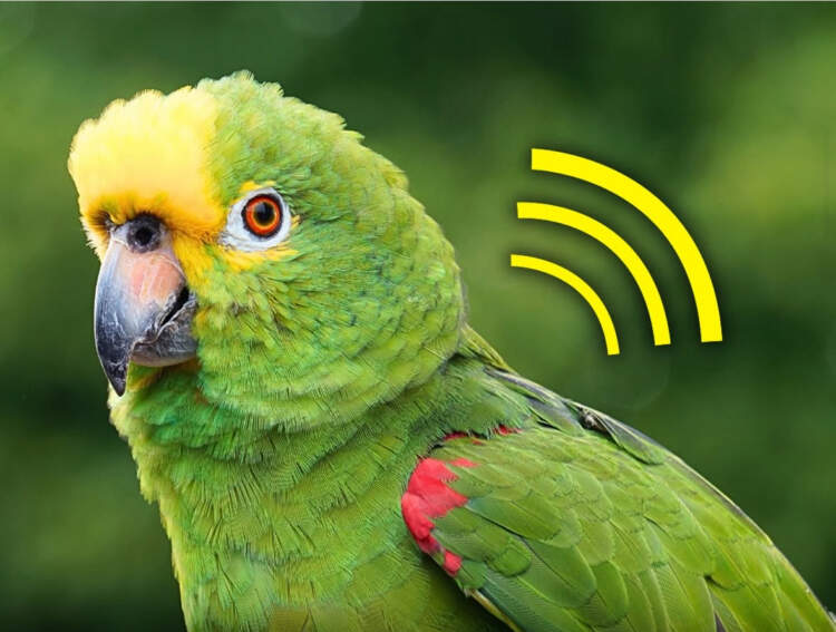 Papagallët “pagëzojnë” të vegjlit me një tingull që e mbajnë për gjithë jetën!