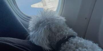 Qentë e mëdhenj do të mund të udhëtojnë me ju në avion në Itali & jo më në bagazh!