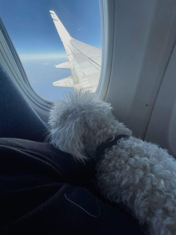 Qentë e mëdhenj do të mund të udhëtojnë me ju në avion në Itali & jo më në bagazh!