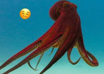 S’është dramë njerëzore: edhe oktapodët femra dinë ta shprehin bezdinë ndaj meshkujve!