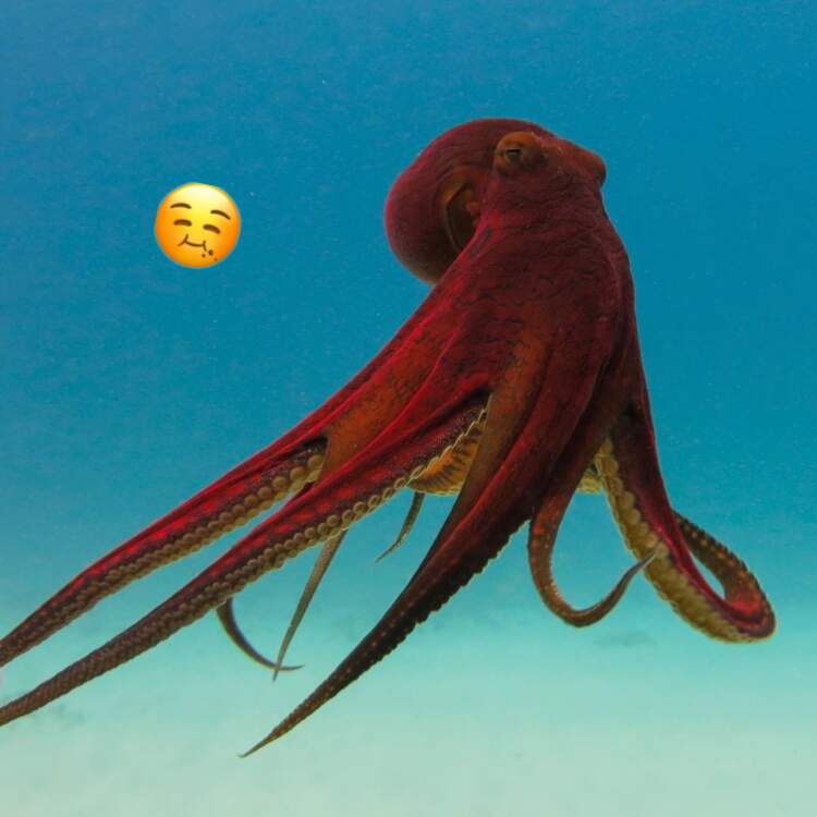 S’është dramë njerëzore: edhe oktapodët femra dinë ta shprehin bezdinë ndaj meshkujve!