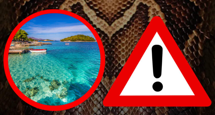 “I hedhin me motor turistët”/Gjarpërinjtë dhe teoritë sabotuese po kafshojnë turizmin shqiptar