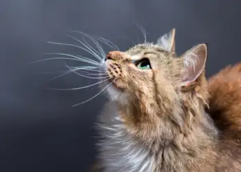 Pse macet bëjnë disa sjellje të çuditshme që mund t’ju habisin?