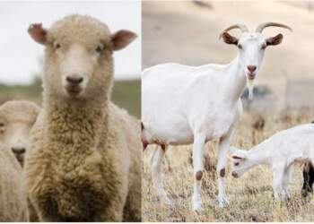 Rasti i dytë në vend: Dyshohet shpërthim i murtajës tek delet dhe dhitë në Bulqizë