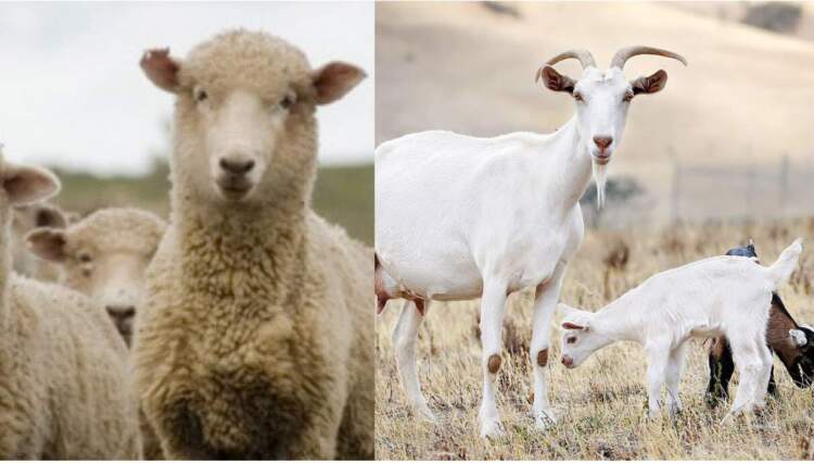 Rasti i dytë në vend: Dyshohet shpërthim i murtajës tek delet dhe dhitë në Bulqizë