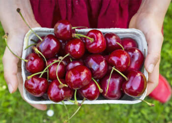 E dinit? Qershitë janë të pasura me përbërës që ndihmojnë në luftimin e kancerit