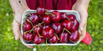 E dinit? Qershitë janë të pasura me përbërës që ndihmojnë në luftimin e kancerit
