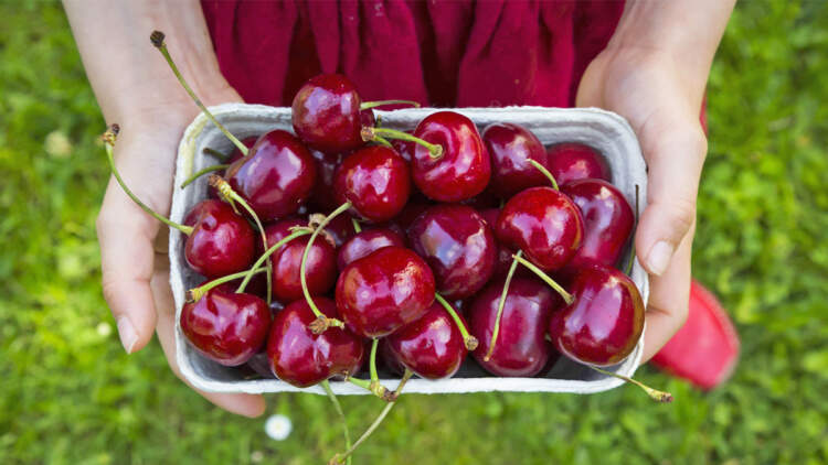 E dinit? Qershitë janë të pasura me përbërës që ndihmojnë në luftimin e kancerit