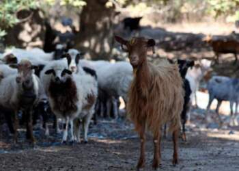 Konfirmohet rasti i parë i murtajës te dhitë në Shqipëri, ja në cilin qytet