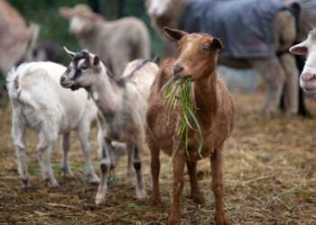Murtaja tek bagëtitë, 21 ditë karantinë fermës në Postribë të Shkodrës