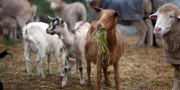 Murtaja tek bagëtitë, 21 ditë karantinë fermës në Postribë të Shkodrës