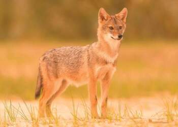 Natyra nuk është park: Mësimet që s’duhet të harrojmë për kafshët e egra