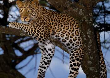 Leopardët janë mbretërit e gjumit në pemë dhe ja pse!