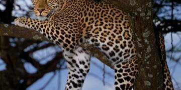 Leopardët janë mbretërit e gjumit në pemë dhe ja pse!