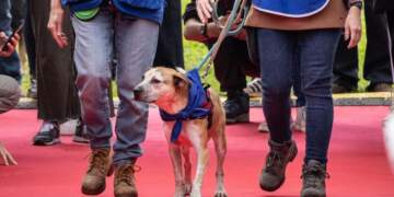 Streha vjen në qytet: Parada e katër putroshëve endacakë me shpresën për t’i gjetur familje