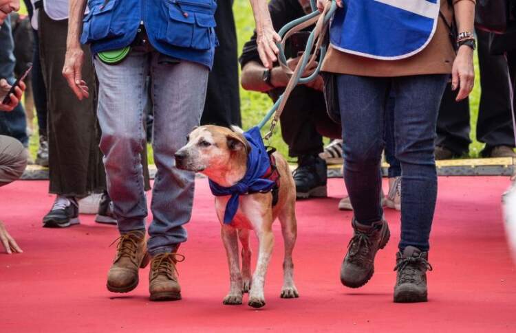Streha vjen në qytet: Parada e katër putroshëve endacakë me shpresën për t’i gjetur familje