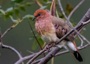 Zbulimi historik në Britani: Çelën tre vezë të pëllumbit më të rrallë në botë, “Pëllumbi me sy blu”