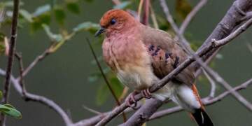 Zbulimi historik në Britani: Çelën tre vezë të pëllumbit më të rrallë në botë, “Pëllumbi me sy blu”