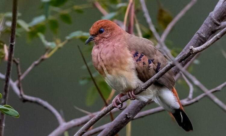 Zbulimi historik në Britani: Çelën tre vezë të pëllumbit më të rrallë në botë, “Pëllumbi me sy blu”