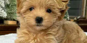 Për herë të parë në botë: Qentë po testojnë një ilaç që mund t’i bëjë të jetojnë më gjatë!