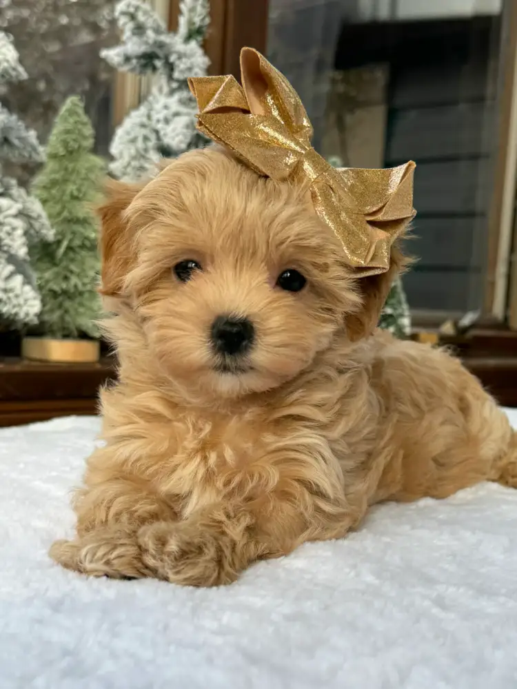 Për herë të parë në botë: Qentë po testojnë një ilaç që mund t’i bëjë të jetojnë më gjatë!