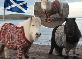 Skocia përdori poni me triko leshi për të tërhequr turistët dhe funksionoi perfekt!