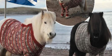 Skocia përdori poni me triko leshi për të tërhequr turistët dhe funksionoi perfekt!