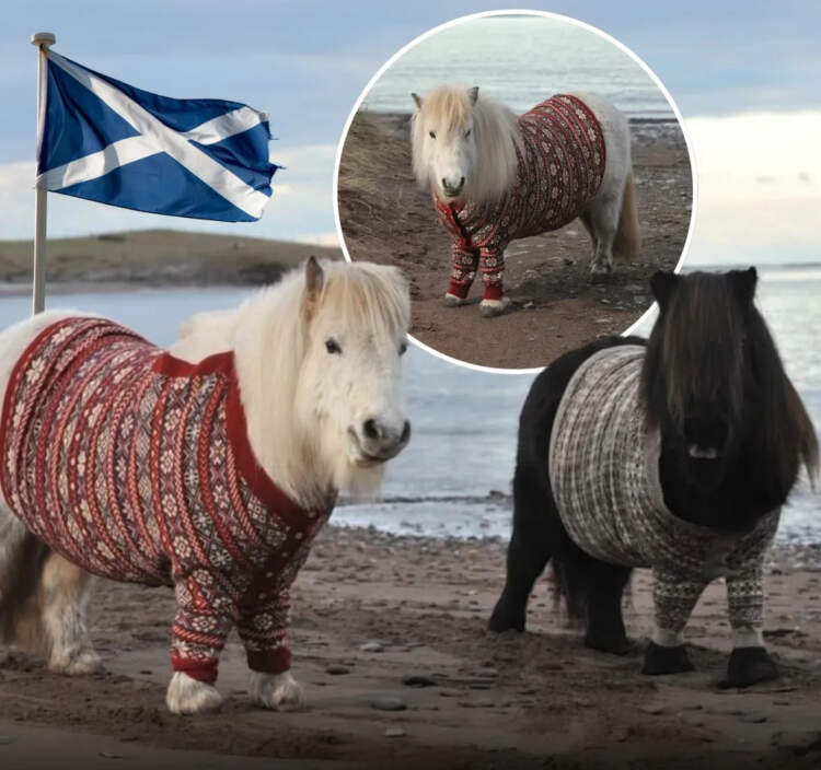 Skocia përdori poni me triko leshi për të tërhequr turistët dhe funksionoi perfekt!
