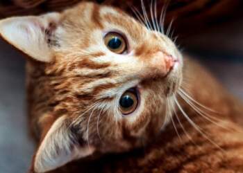 Macja Florence Nightingale nominohet për çmim kombëtar pas zbulimit të kancerit te pronarja