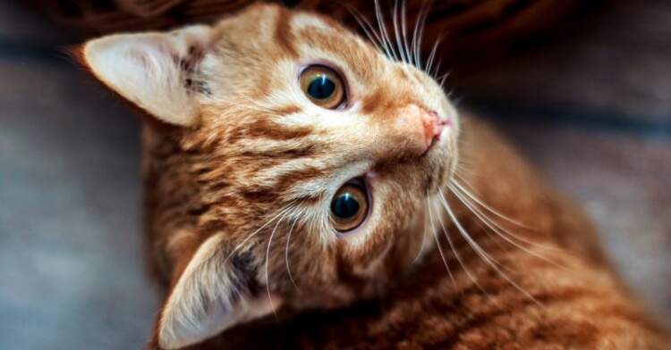 Macja Florence Nightingale nominohet për çmim kombëtar pas zbulimit të kancerit te pronarja