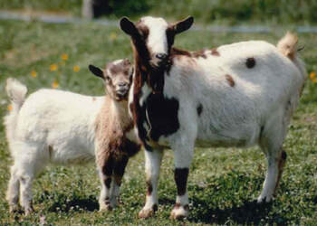 Murtaja tek bagëtitë, Ministria e Bujqësisë: Nuk cenon shëndetin dhe nuk transmetohet te njeriu