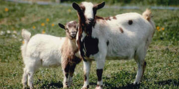 Murtaja tek bagëtitë, Ministria e Bujqësisë: Nuk cenon shëndetin dhe nuk transmetohet te njeriu