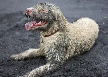 Si e ndryshojnë kafshët tuaja shtëpiake sistemin tuaj imunitar