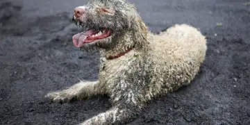 Si e ndryshojnë kafshët tuaja shtëpiake sistemin tuaj imunitar