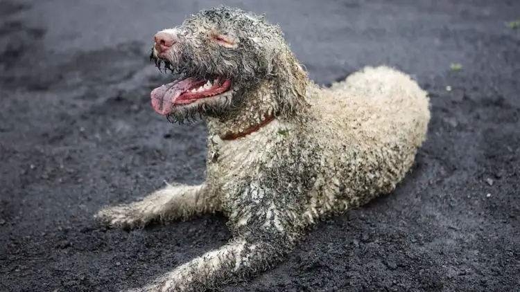 Si e ndryshojnë kafshët tuaja shtëpiake sistemin tuaj imunitar